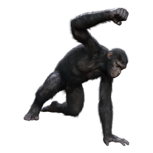ape