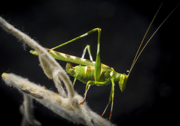 katydid