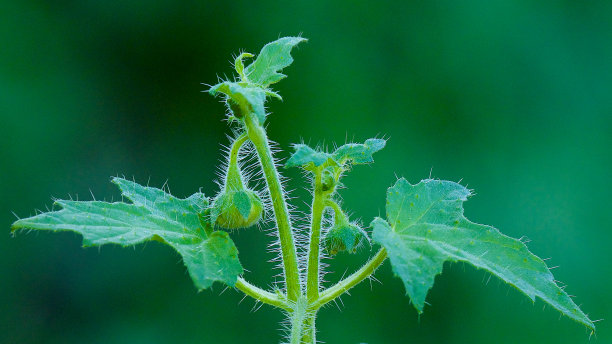 nettles