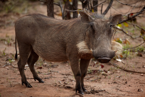 phacochoerus
