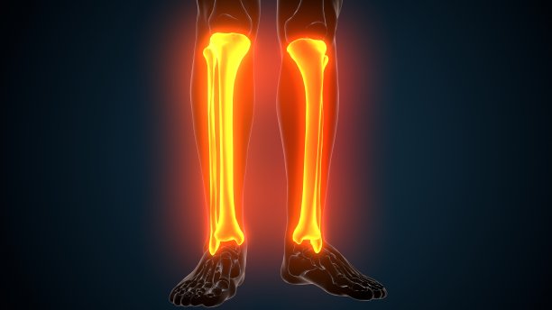 tibia