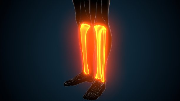 tibia