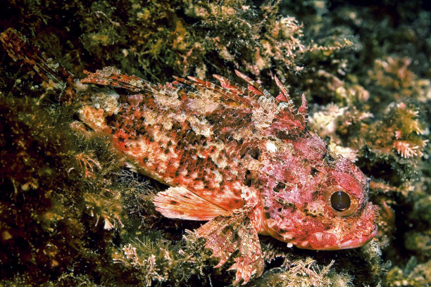pterois