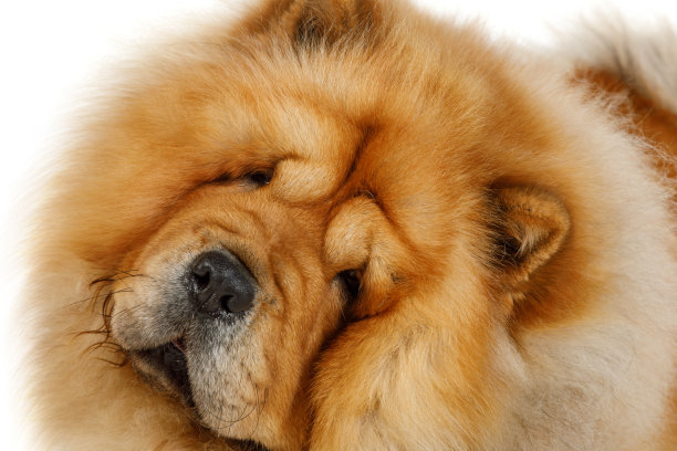 chow