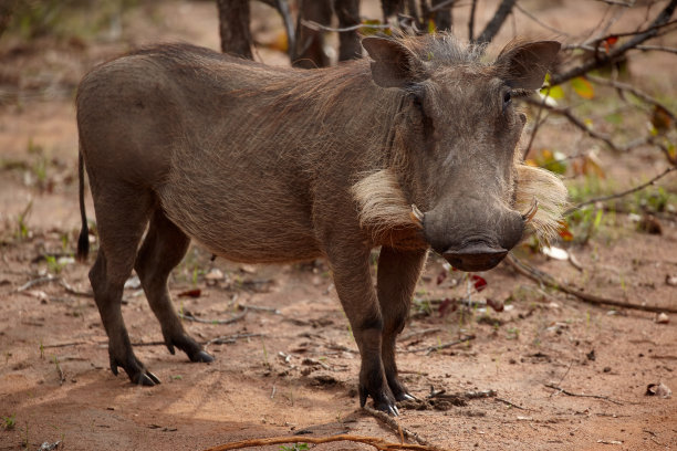 phacochoerus