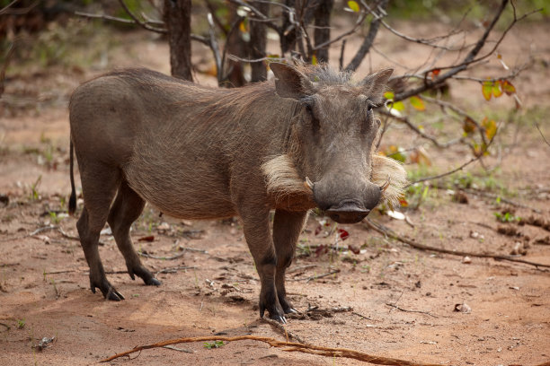 phacochoerus