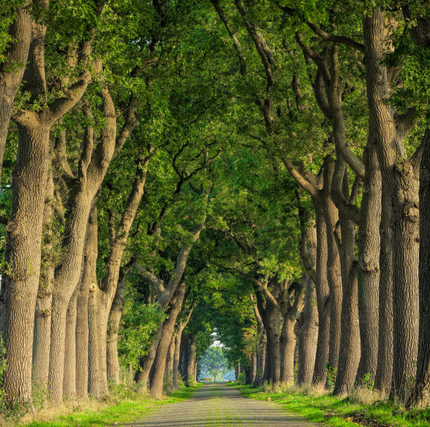 avenue