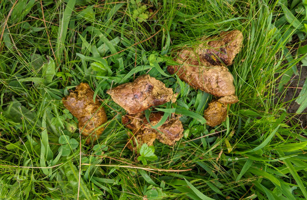 poo