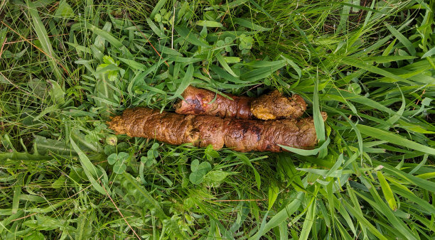 poo