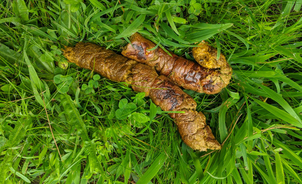 poo
