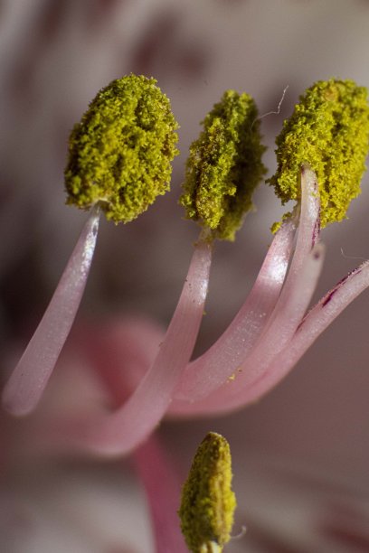 stamens