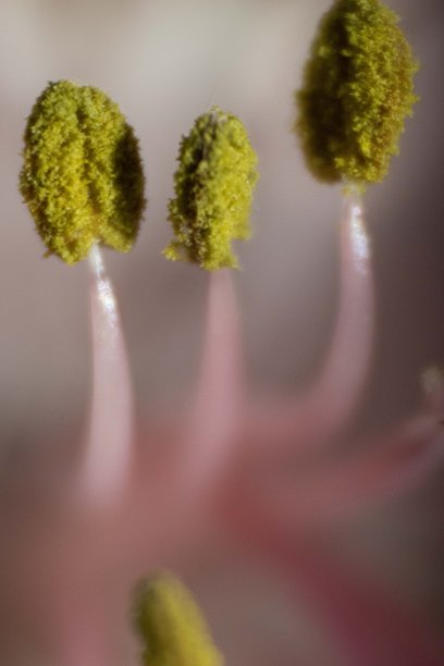 stamens