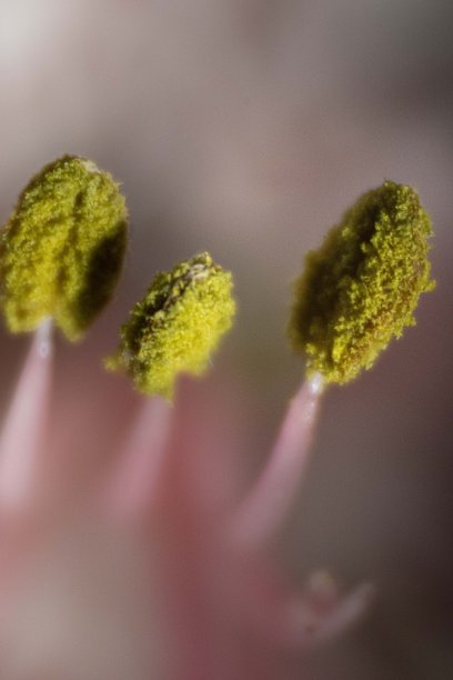 stamens