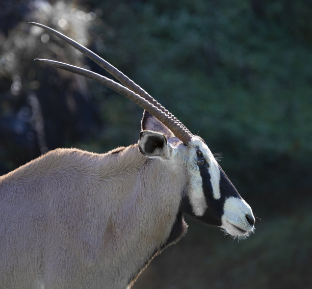 gemsbok