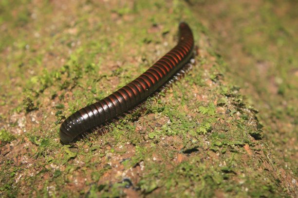 millipede