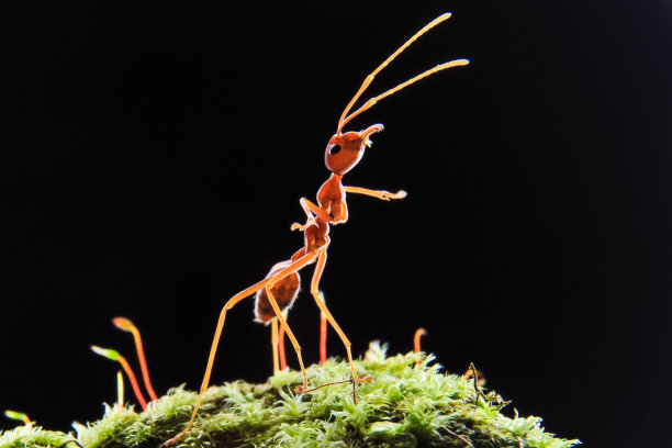 arthropod