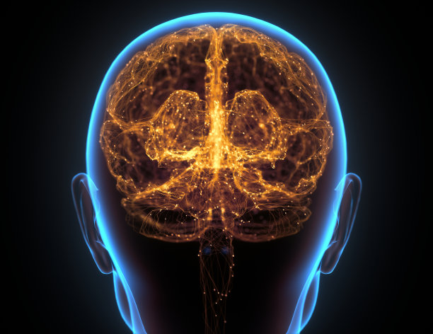 cerebrum