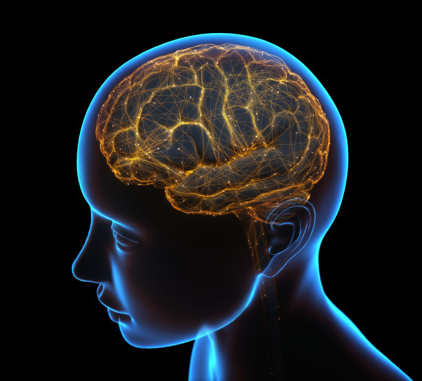 cerebrum