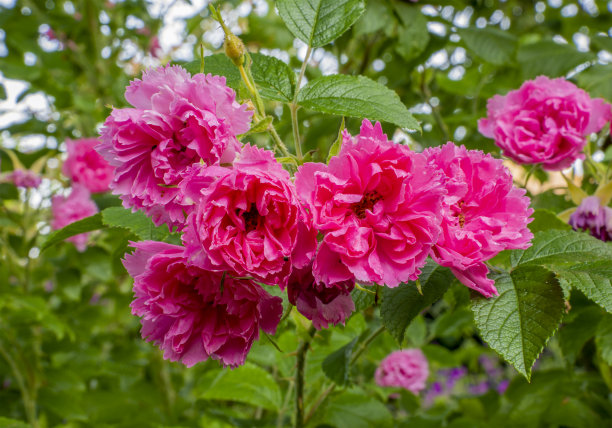 rugosa