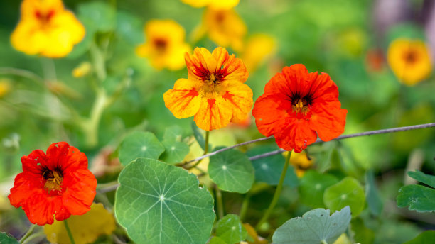 nasturtium