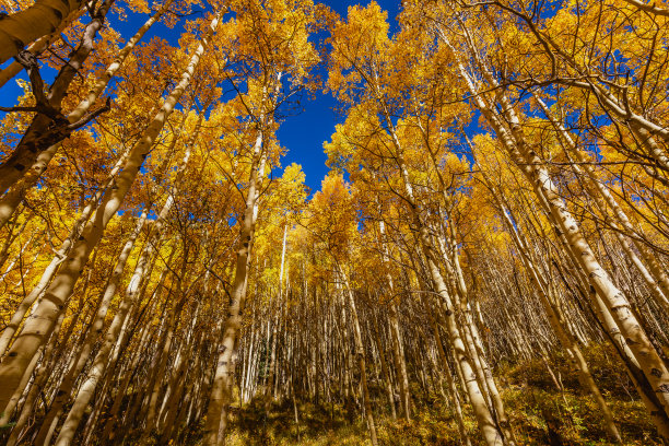 aspen