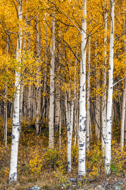 aspen