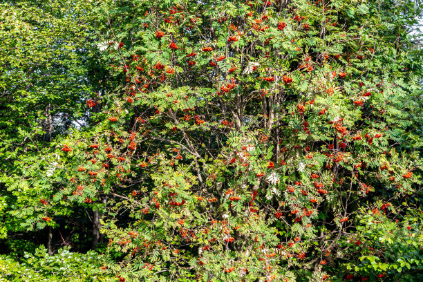 rowan