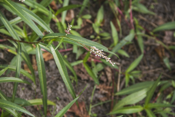 polygonum