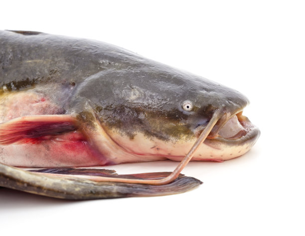 catfish