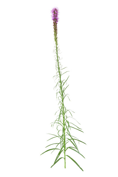 liatris