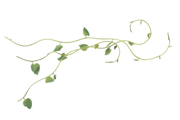 vitis