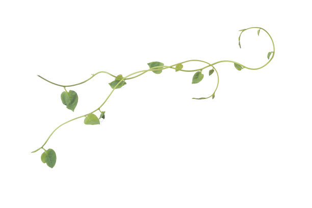 vitis