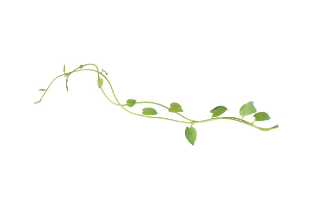 vitis