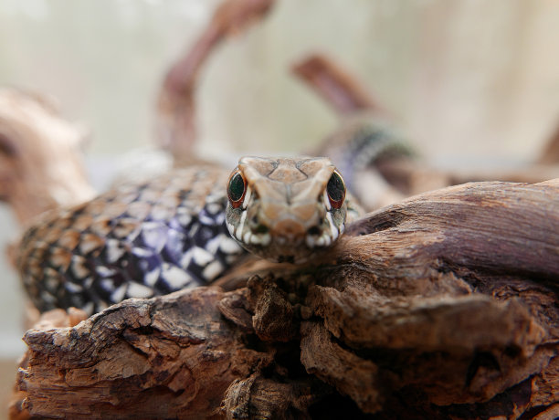 adders