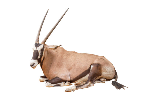 gemsbok