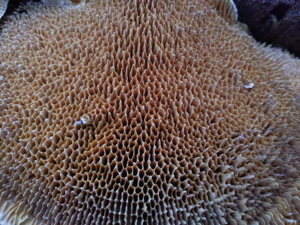 gills