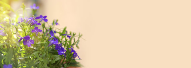 lobelia
