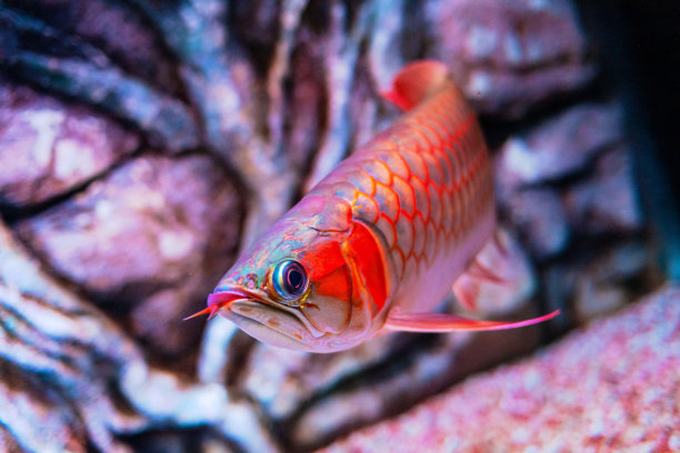 arowana