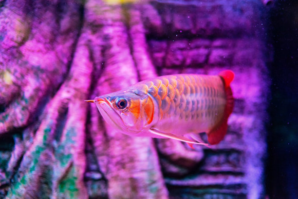 arowana