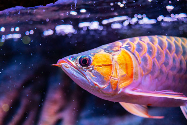 arowana