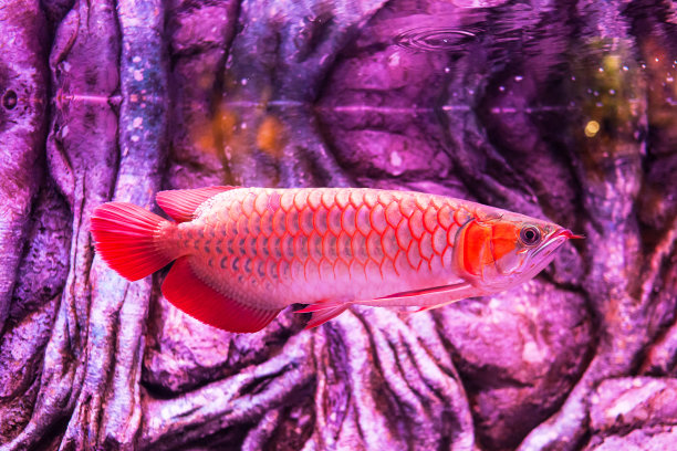arowana