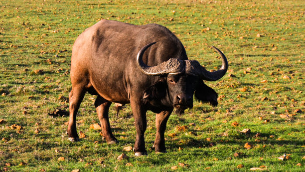 ox