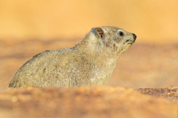 hyracoidea