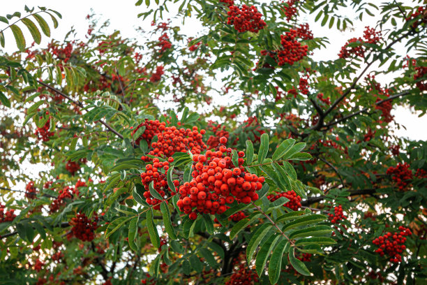 rowan