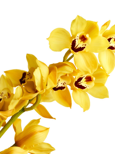 cymbidium