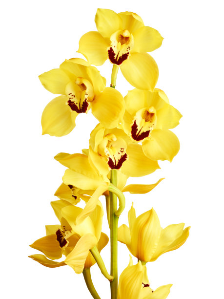 cymbidium
