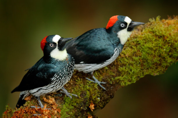 perched