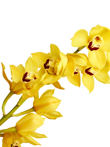 cymbidium