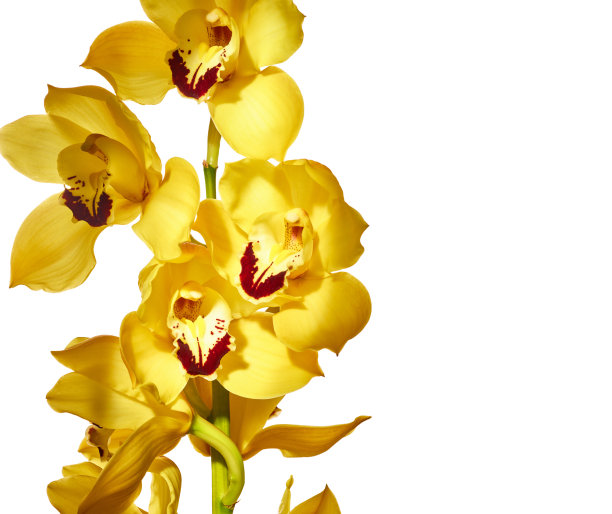 cymbidium