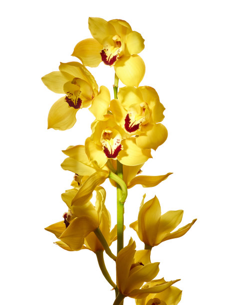 cymbidium